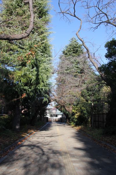 061212 桜並木 (17).JPG